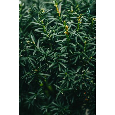 Cis Hillii wys. 20-30 cm don. 2 l