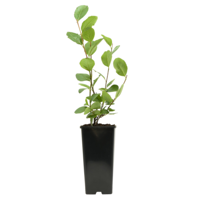 Aronia czarnoowocowa wys. 25 cm don. 2 l