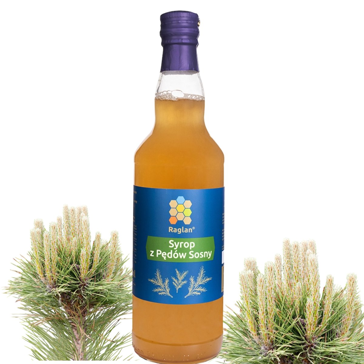 Syrop z Pędów Sosny 500ml Polski Produkt RAGLAN