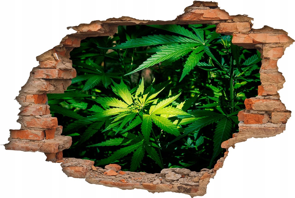 Naklejka ścienna fototapeta dziaura 3D rośliny liście / Centrum Naklejek