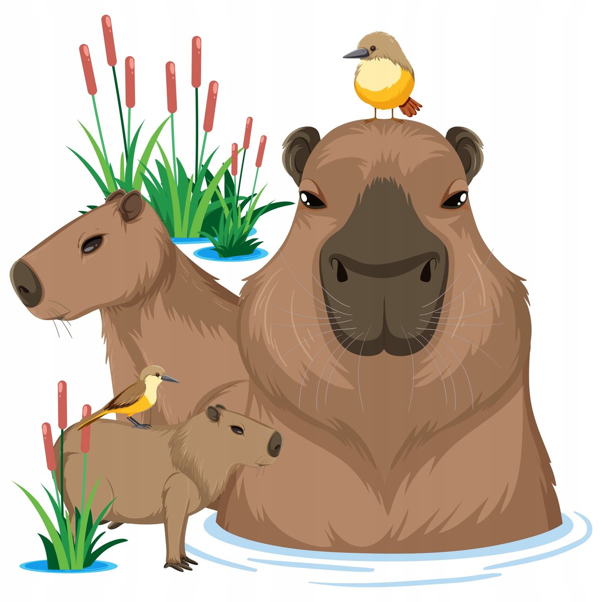 Naklejka KAPIBARA na ścianę dla dzieci Capybara naklejki ścienne na meble / Centrum Naklejek