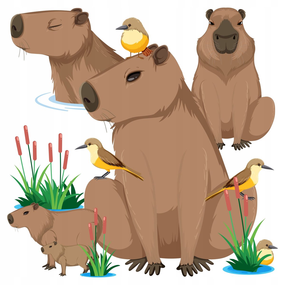 Naklejka na ścianę KAPIBARA capybara ścienna zestaw dla dzieci na prezent / Centrum Naklejek