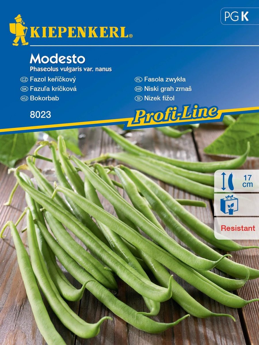 Fasola szparagowa MODESTO nasiona Kiepenkerl