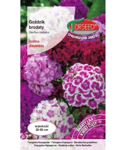 Nasiona Goździk brodaty wysoki, pełny - Torseed