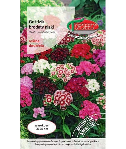 Nasiona Goździk brodaty niski - Torseed