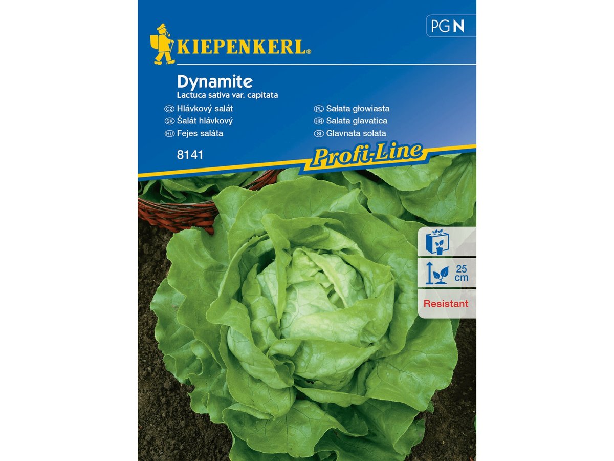 Sałata Głowiasta Dynamite Nasiona Kiepenkerl