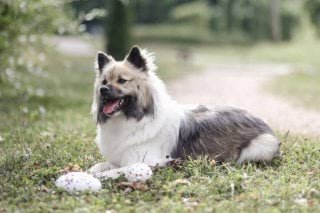 Zabawka Dla Psa, Piłka Rugby, 13, 5 X 7,5 X 8,5 Cm, Wielokolorowa, Kerbl