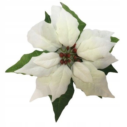 Gwiazda Kwiat Poinsecja Betlejemska Biała Jak Żywa Na Bukiet Stroik Wianek