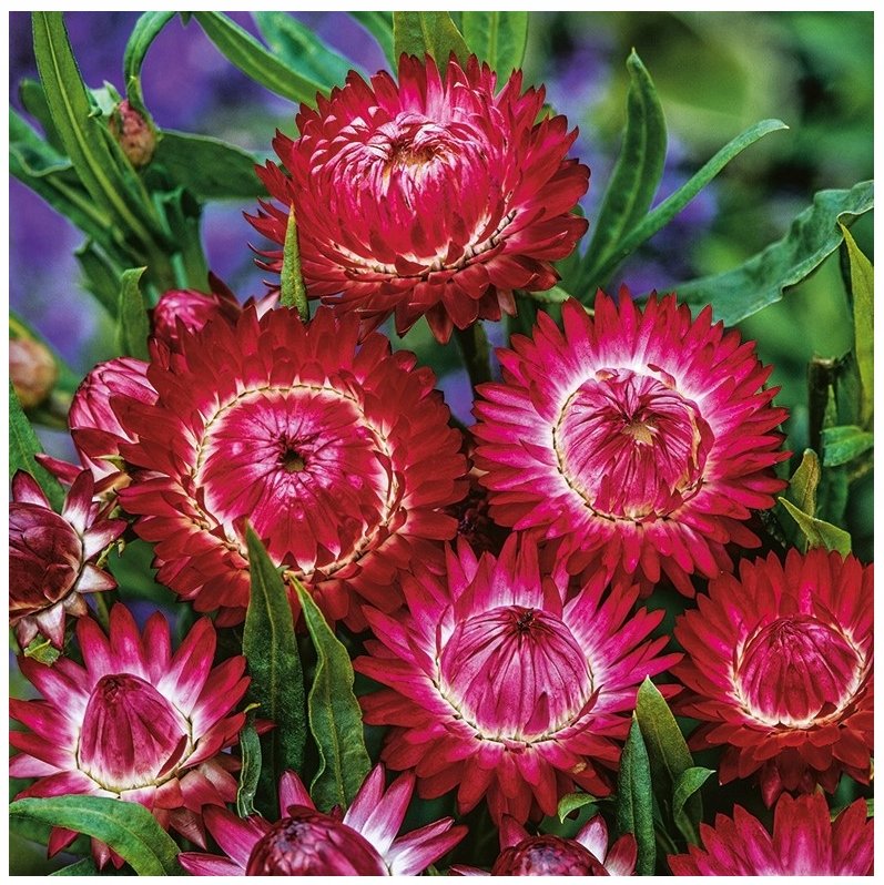 KOCANKA OGRODOWA NIEŚMIERTELNIK CZERWONA HELICHRYSUM BRACTEATUM NASIONA 150