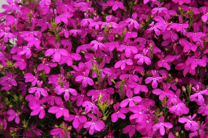 LOBELIA ZWISAJĄCA CZERWONA 1000 NASION