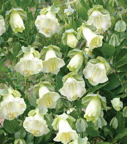 KOBEA PNĄCA BIAŁA (COBAEA SCANDENS ALBA) 6 NASION