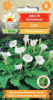 Bieluń wspaniały biały nasiona 0,3 g.
