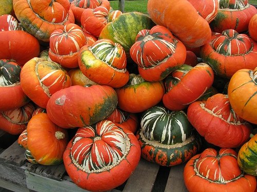 DYNIA OZDOBNA TURECKI TURBAN CUCURBITA PEPO 6 NASI
