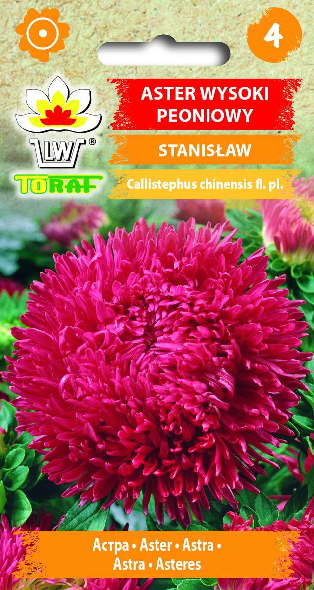 Aster wysoki peoniowy czerwony Stanisław nasiona 1g Toraf
