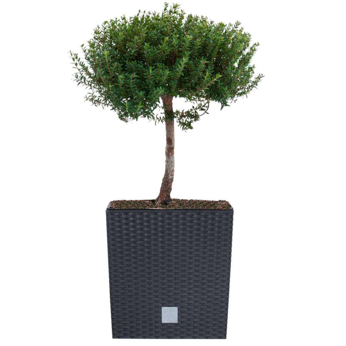 Doniczka kwadratowa wkład rattan 26,2x26,2x26,6 cm antracytowy