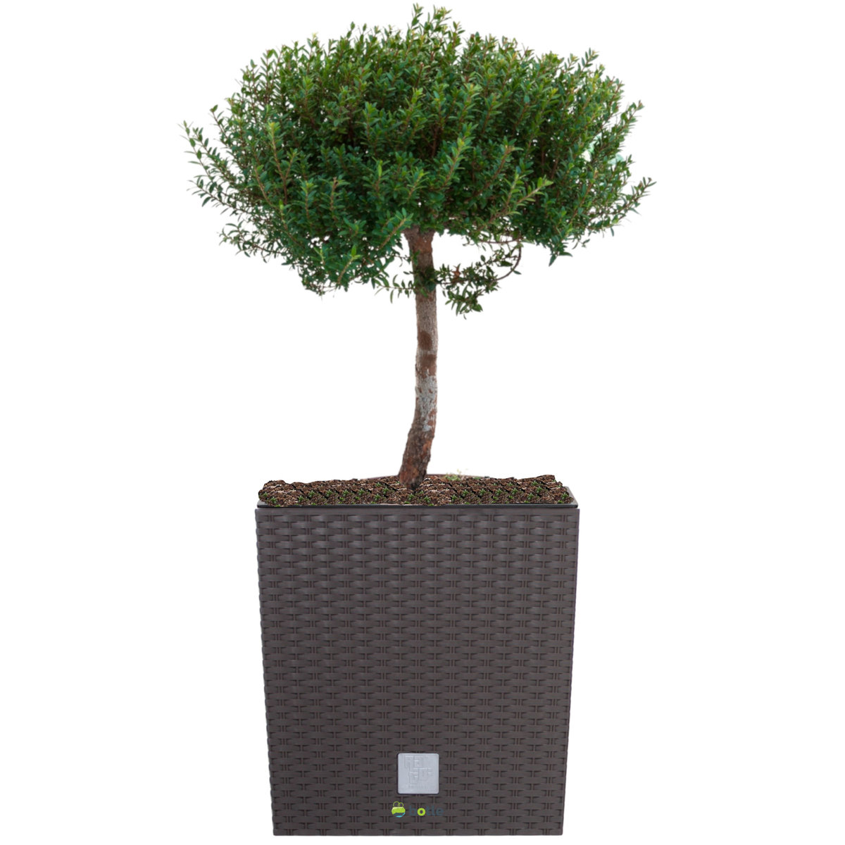 Doniczka kwadratowa wkład rattan 32x32x32,5 cm umbra
