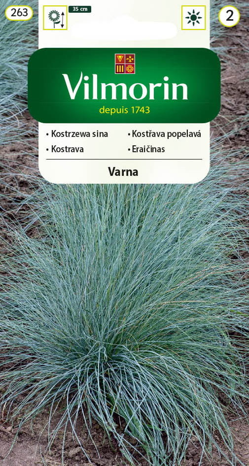 Kostrzewa sina Varna nasiona 0,4g Vilmorin