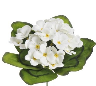 fiołek afrykański x 25 kwiatów BIAŁY 18cm 86CAN62108_01