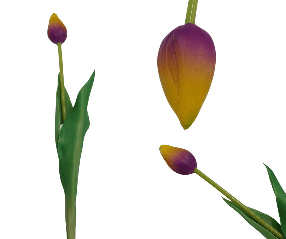 CV7588-9 Tulipan Guma Zółto Fioletowy