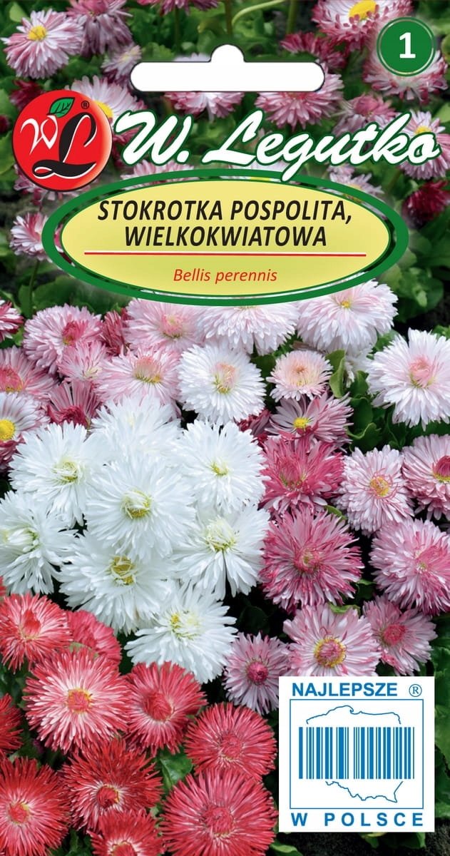 Stokrotka pospolita - wielkokwiatowa - mieszanka