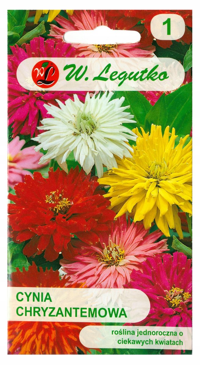 Cynia wytworna chryzantemowa mieszanka nasiona