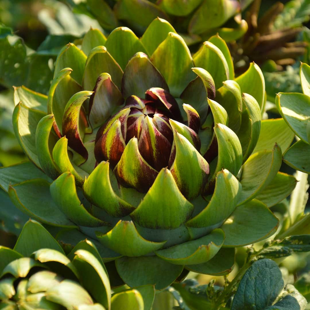 Karczoch zwyczajny Gros Vert de Laon