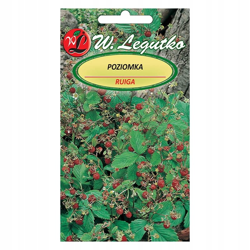 Poziomka Rugia - Nasiona