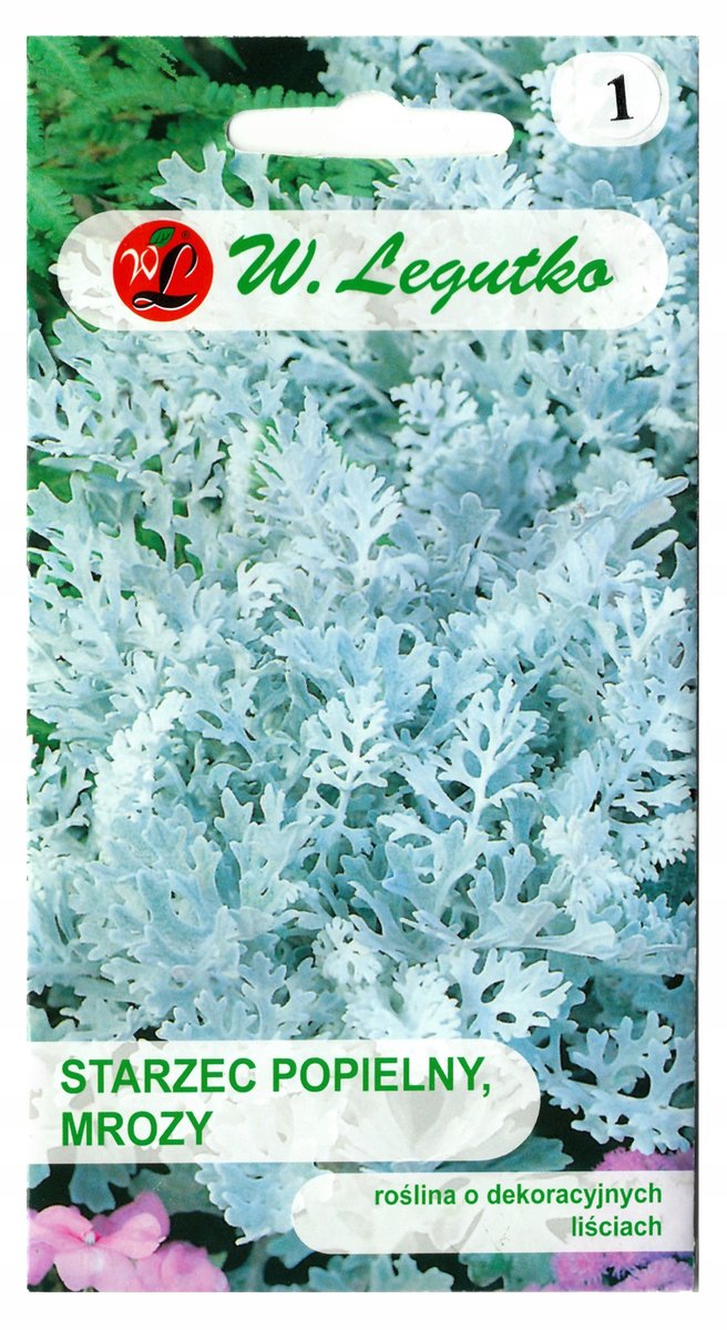 Starzec popielny Mrozy srebrnobiałe nasiona