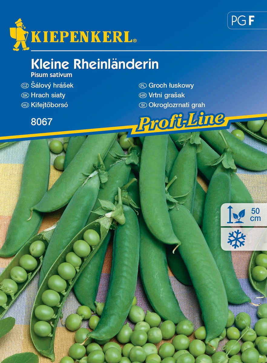 Groch Łuskowy Kleine Rheinländerin 8067 (St)