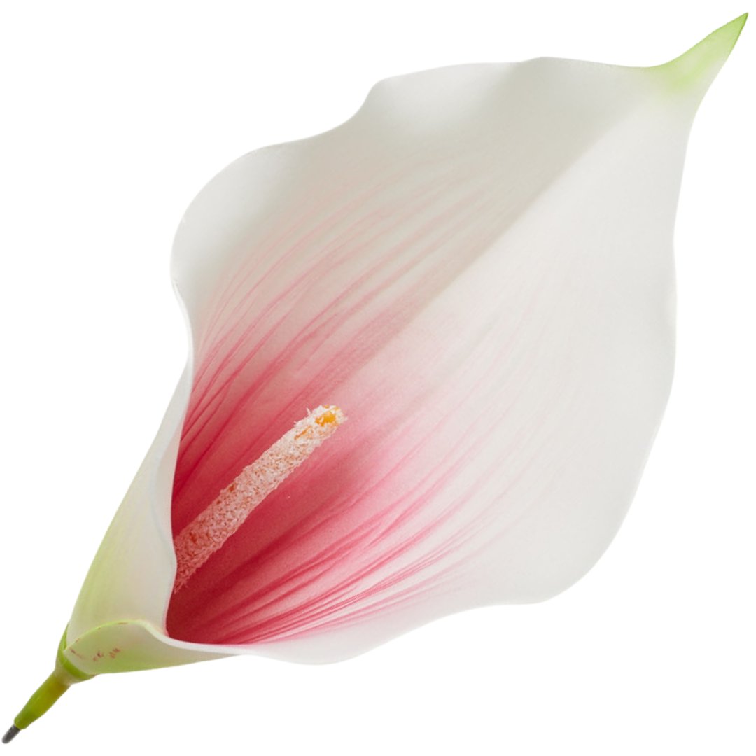 [68B6206] Główka Kwiatowa Kalla Duża Biała Z Koralowym Środkiem 22Cm