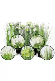 Trawa w doniczce 58cm MIX
