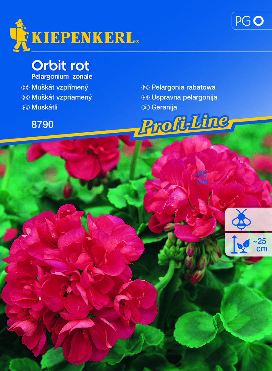 Pelargonia Rabatowa Orbit Rot F1