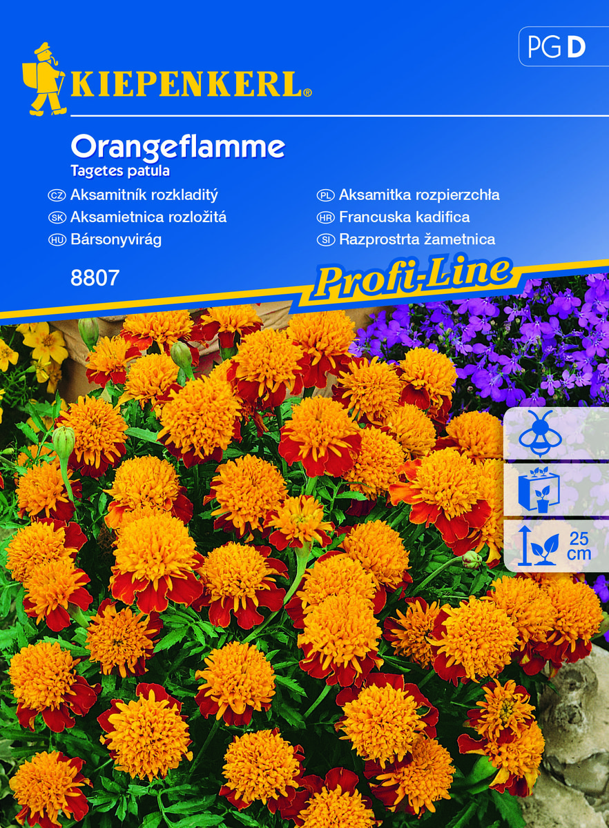 Aksamitka Rozpierzchła Orangeflamme