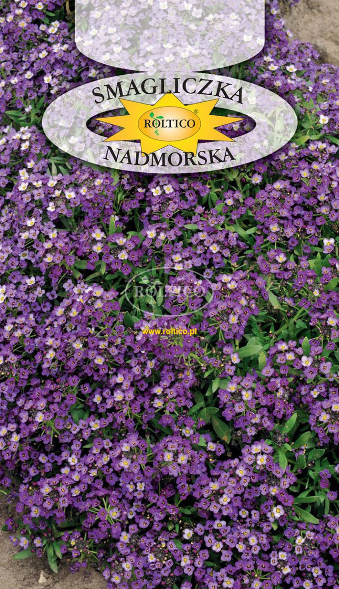SMAGLICZKA NADMORSKA FIOLETOWA 0,5g