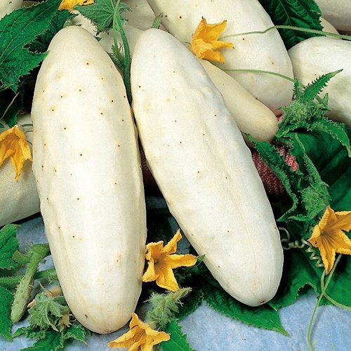 OGÓREK GRUNTOWY WHITE WONDER WCZESNY NASIONA p. 256//K26; PL330/12/210/L289/A;