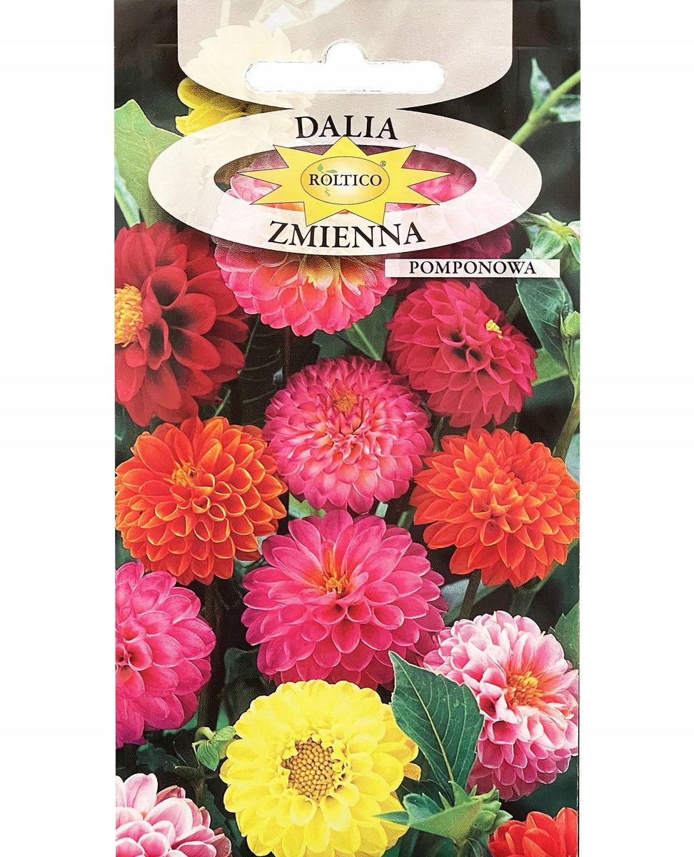 DALIA ZMIENNA POMPONOWA mix pełne kwiaty NASIONA KWIATÓW ROŚLIN OZDOBNYCH p. 2H66;
