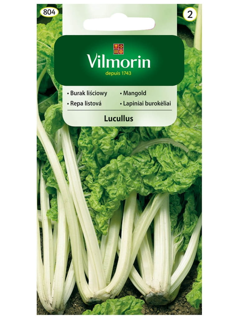 BURAK LIŚCIOWY zielony Lucullus odporny WYSOKA JAKOŚĆ NASIONA warzyw p. DE80016720175084