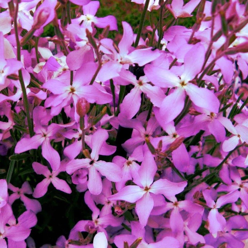 MACIEJKA PACHNĄCA NASIONA KWIATÓW roślin ozdobnych p. DE80016220227781; PL102/23/4617/L23/A