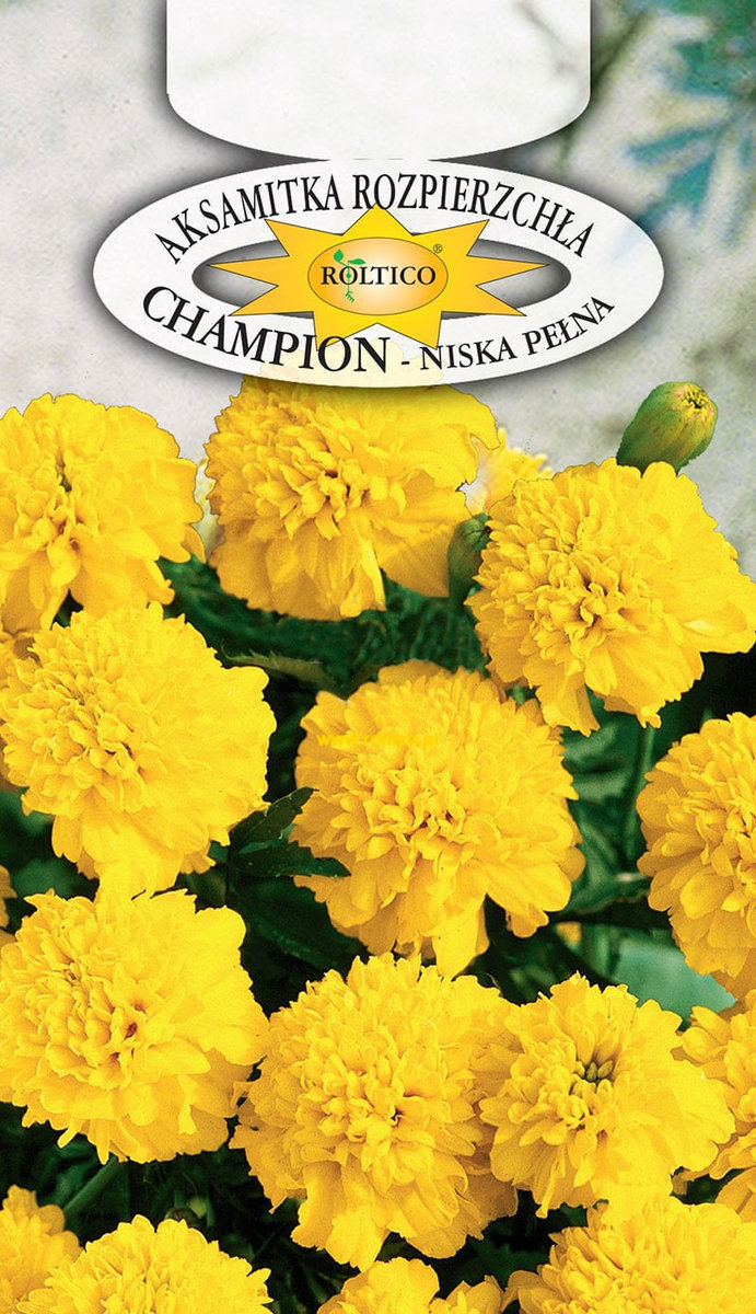 AKSAMITKA CHAMPION żółta NASIONA KWIATÓW p. 2H7; 4H7
