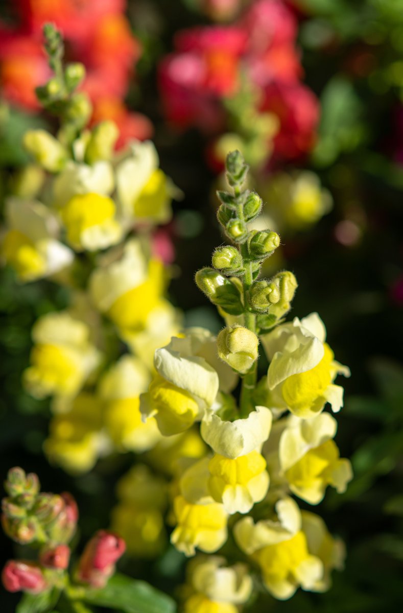 LWIA PASZCZA wysoka żółta NASIONA kwiatów p. PL102/23/4617/L10/A