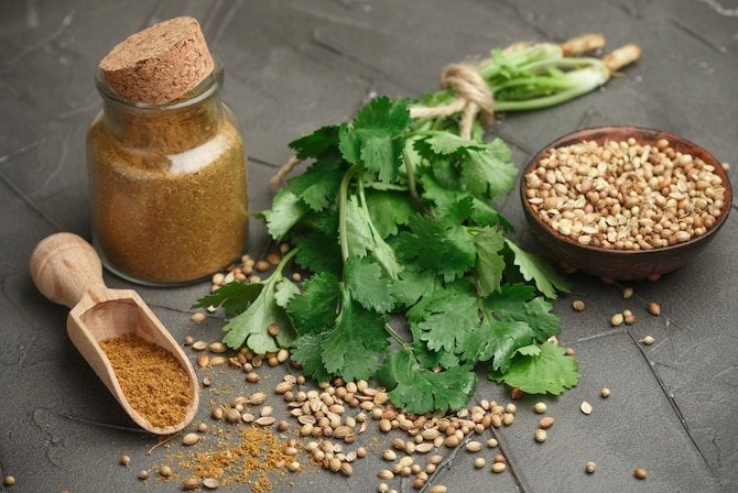 KOLENDRA SIEWNA aromatyczna przyprawa NASIONA ZIÓŁ zioła p. 67118CIN0DX