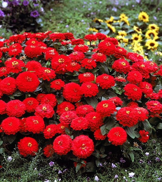 CYNIA DALIOWA CZERWONA NASIONA KWIATÓW ROŚLIN OZDOBNYCH p. 2H56; 4H56;