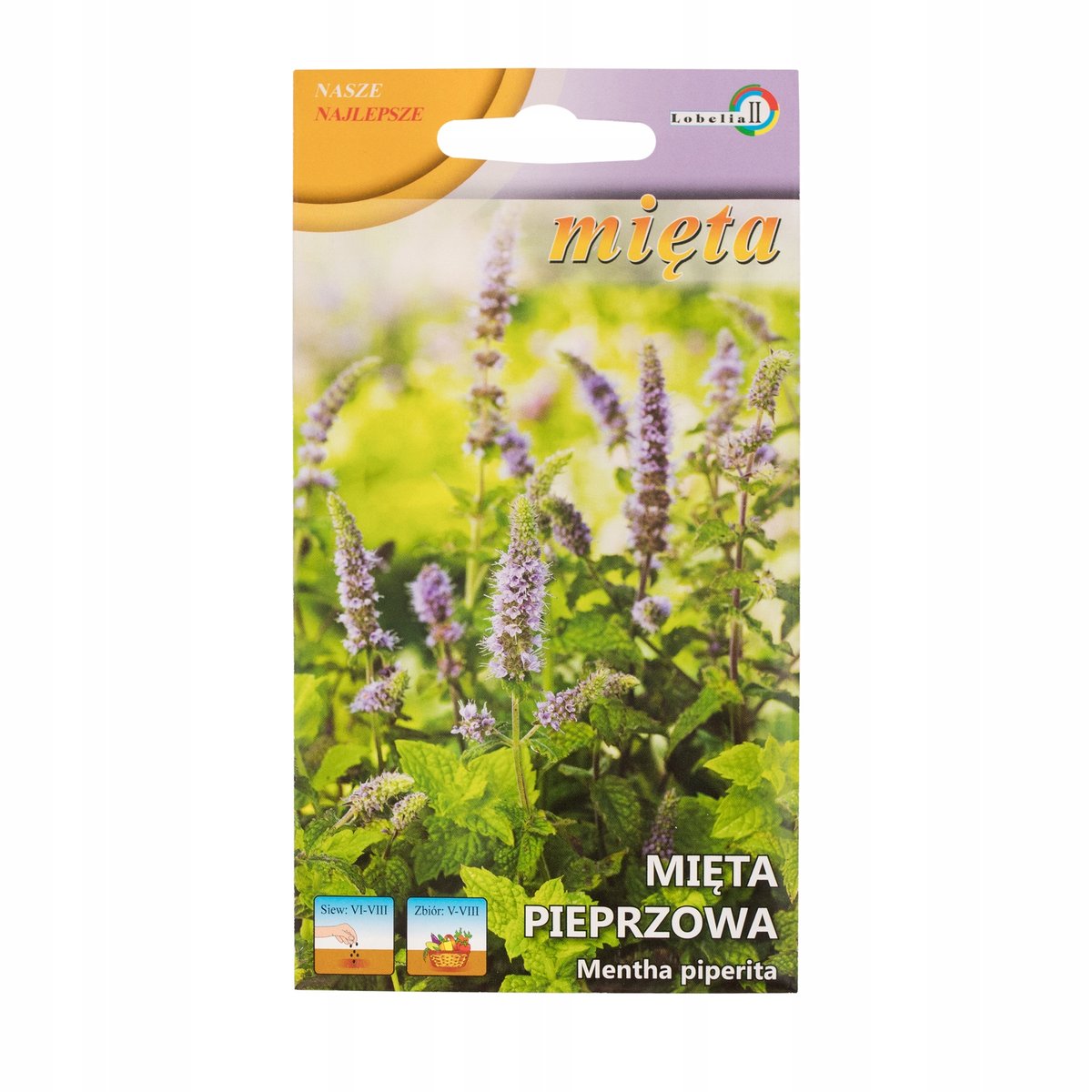 MIĘTA PIEPRZOWA WIELOLETNIA aromatyczna przyprawa NASIONA ZIÓŁ WARZYW p. 48990;