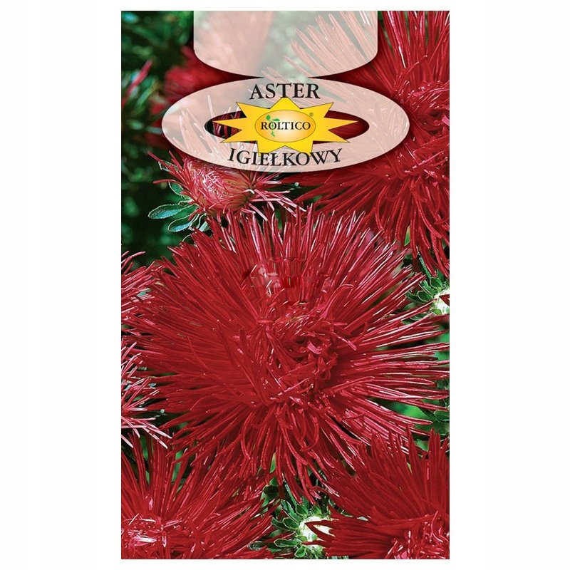 ASTER CHIŃSKI IGIEŁKOWY CZERWONY NASIONA KWIATÓW roślin OZDOBNYCH p. 2H19; 4H19