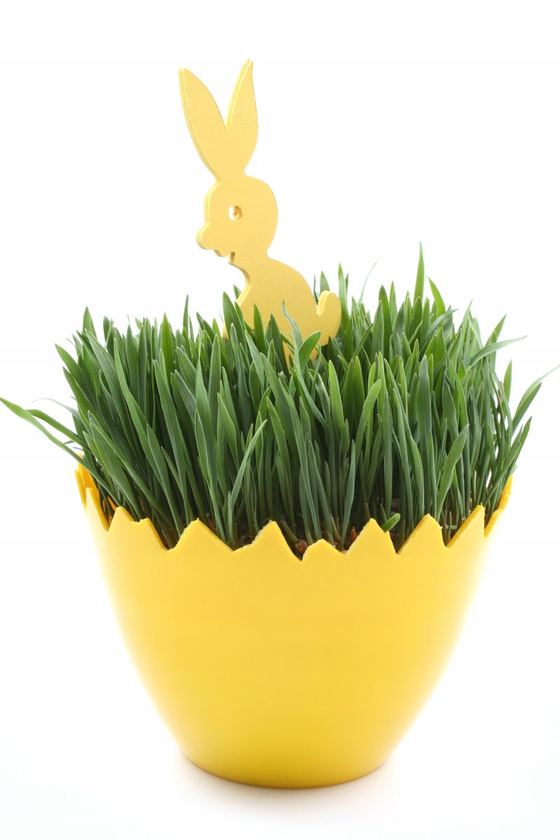 OWIES WIELKANOCNY DUŻE OPAKOWANIE NASIONA 20 G p. PL630/16/5223/812/A, PL630/16/5223/081/A, PL002/18/76/C082/A