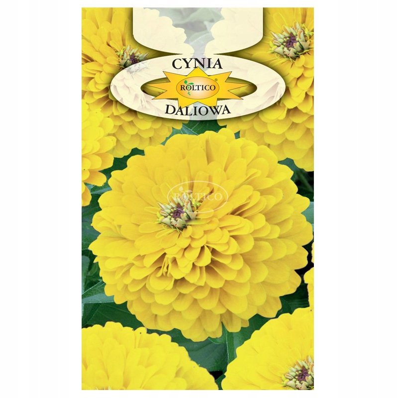 CYNIA DALIOWA ŻÓŁTA NASIONA KWIATÓW ROŚLIN OZDOBNYCH p. 2H60; 4H60;