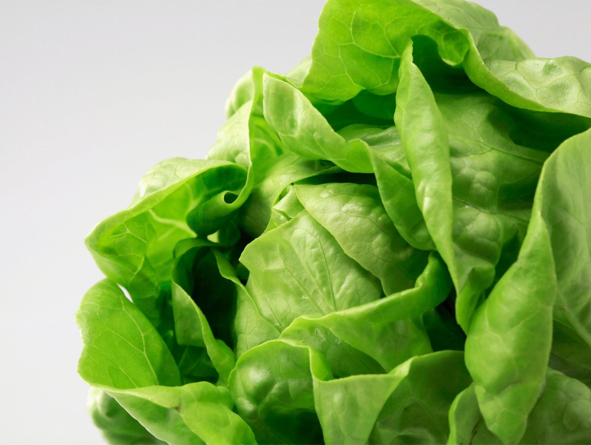 SAŁATA masłowa APOLLO zimująca całoroczna NASIONA p. 61346CIN0DP