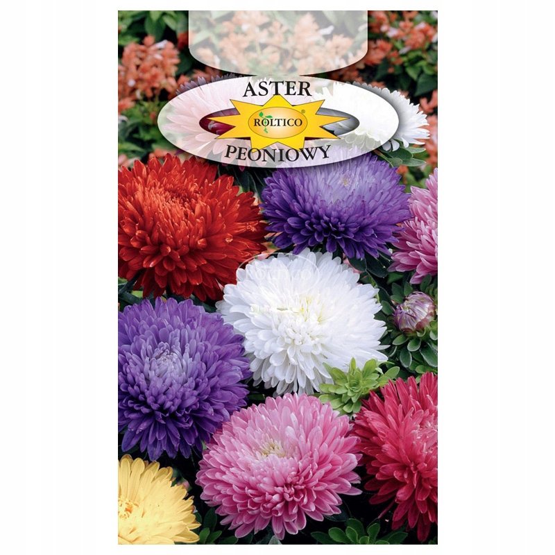 ASTER PEONIOWY mieszanka MIX KOLORÓW NASIONA KWIATÓW ROŚLIN OZDOBNYCH p. 2H34
