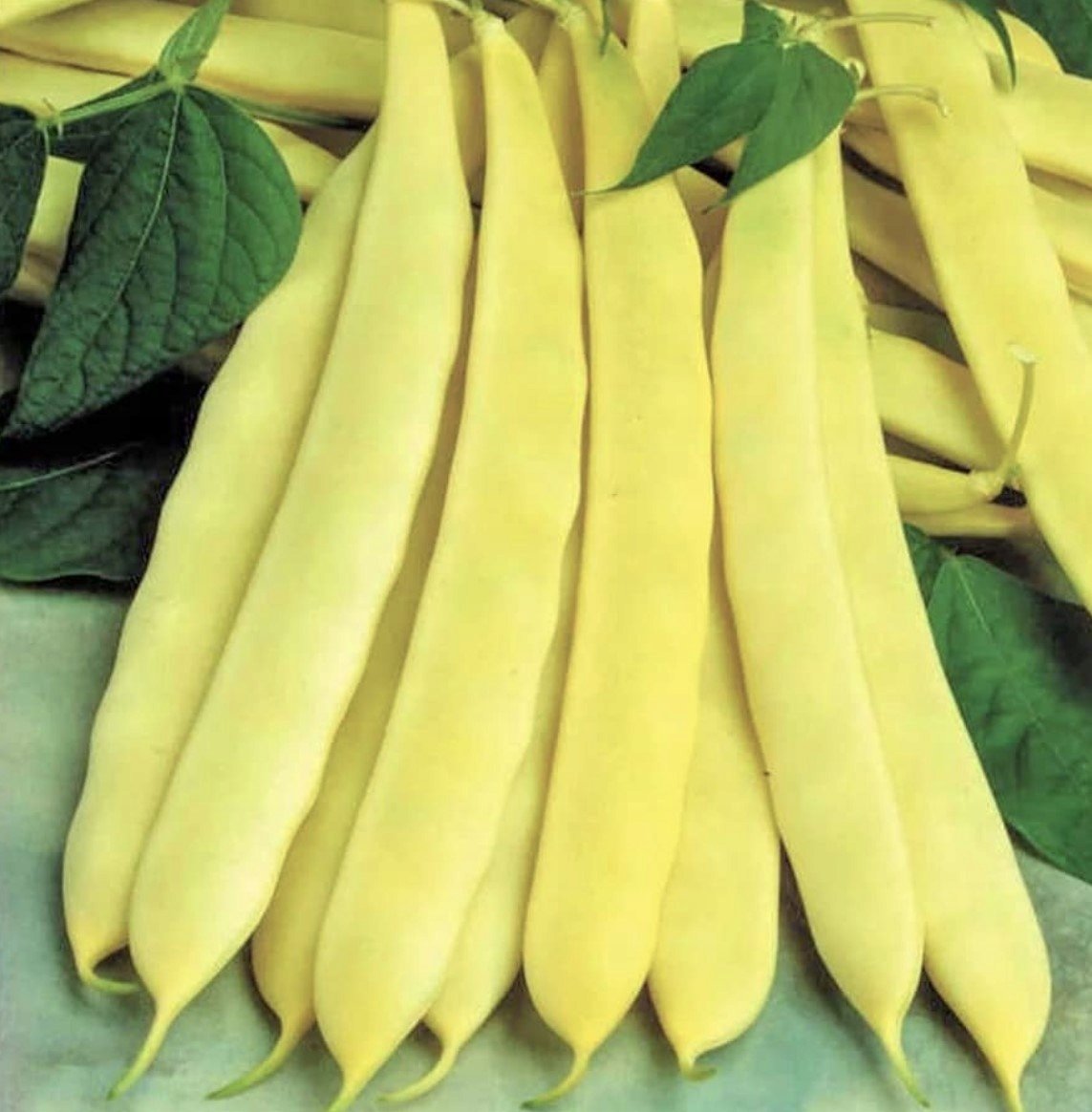 Fasola szeroka karłowa SUPERNANO GIALLO nasiona WARZYW p. 73842CIN0DE, 0114349CIN0GA