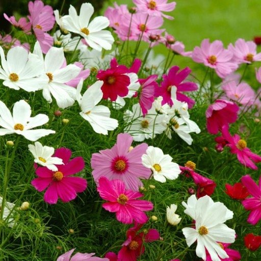 ONĘTEK KOSMOS COSMOS MIX mieszanka NASIONA KWIATÓW p. DE80016320222067